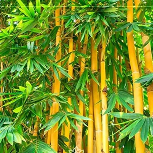 Buy-Bamboo-yellow-Live-Plant-Online-Shopping-for-Sale.webp Buy Bamboo - yellow - Live Plant Online Shopping for Sale - Image 1