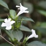 Buy Barleria nitida - Live Plant Online Shopping for Sale