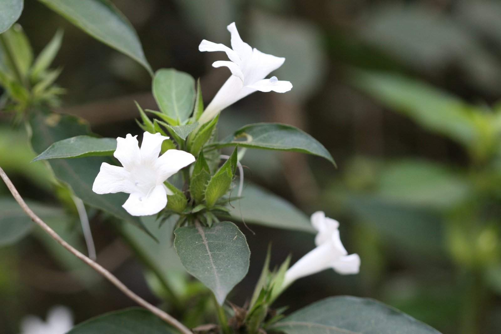 Buy-Barleria-nitida-Live-Plant-Online-Shopping-for-Sale-scaled-1.jpg Buy Barleria nitida - Live Plant Online Shopping for Sale - Image 1