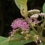 Buy Callicarpa tomentosa, Pandavara batthi, priyangu,  
rishipathri, Velvety Beauty Berry, French mulberry of the Western 
Ghats, great woolly Malayan lilac, प्रियङ्गु, 
priyangu, kattukumizh - Live plant online shopping for sale