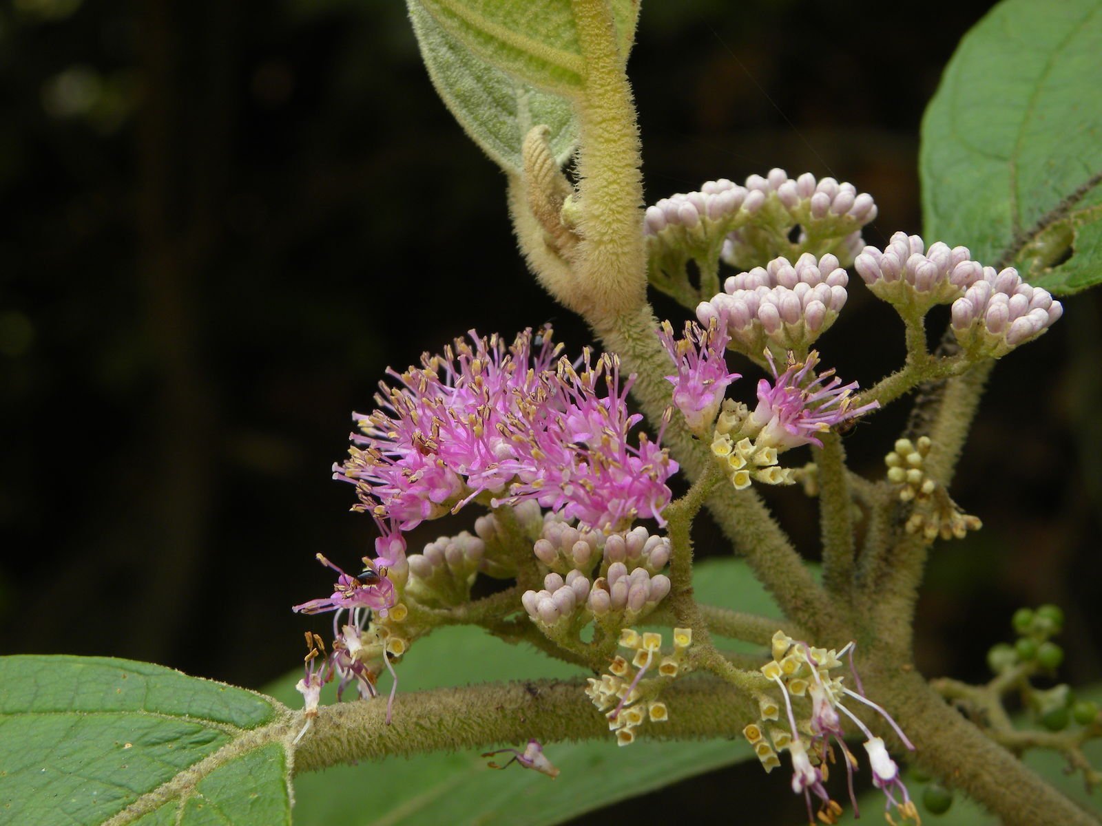 Buy-Callicarpa-tomentosa.jpg Buy Callicarpa tomentosa, Pandavara batthi, priyangu,
rishipathri, Velvety Beauty Berry, French mulberry of the Western
Ghats, great woolly Malayan lilac, प्रियङ्गु,
priyangu, kattukumizh - Live plant online shopping for sale - Image 1