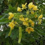 Buy Cassia lucida - Live Plant Online Shopping for Sale