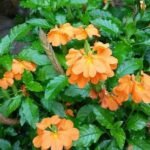 Buy Crossandra undulaefolia - Live Plant Online Shopping for Sale