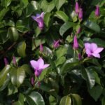 Buy Cryptostegia grandiflora - Live Plant Online Shopping for 
Sale