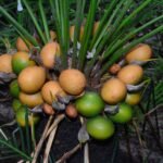 Buy Cycas beddomei, konda ita - Live plant online shopping for 
sale