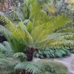 Buy Cycas circinalis - Live Plant Online Shopping for Sale