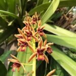 Buy Cymbidium aloifolium - Live Plant Online Shopping for Sale