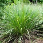 Buy Cympopogon sp - Live Plant Online Shopping for Sale
