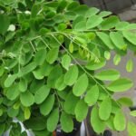 Buy Dalbergia paniculata - Live Plant Online Shopping for Sale