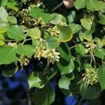 Buy Dalbergia sissoo - Thiruvathirai, aardra, Indian rosewood, 
shisham - Live plant online shopping for sale