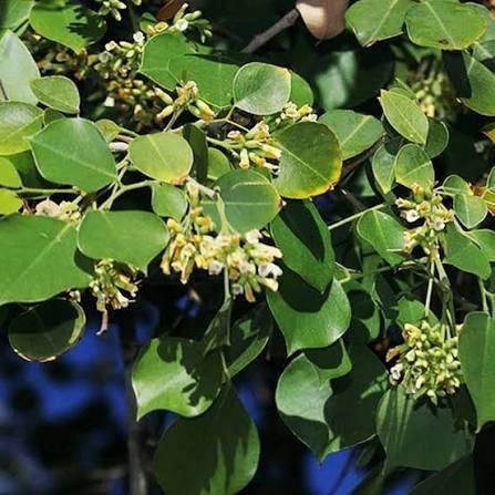 Buy-Dalbergia-sissoo-Thiruvathirai.jpg Buy Dalbergia sissoo - Thiruvathirai, aardra, Indian rosewood,
shisham - Live plant online shopping for sale - Image 1