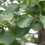 Buy Deccania pubescens var, pubescens - Live Plant Online 
Shopping for Sale