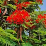 Buy Delonix regia - Live Plant Online Shopping for Sale