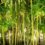 Buy Dendrocalmus stricta - Live Plant Online Shopping for Sale