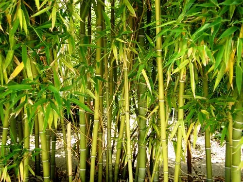 Buy-Dendrocalmus-stricta.webp Buy Dendrocalmus stricta - Live Plant Online Shopping for Sale - Image 1