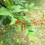 Buy Derris ovalifolia - Live Plant Online Shopping for Sale