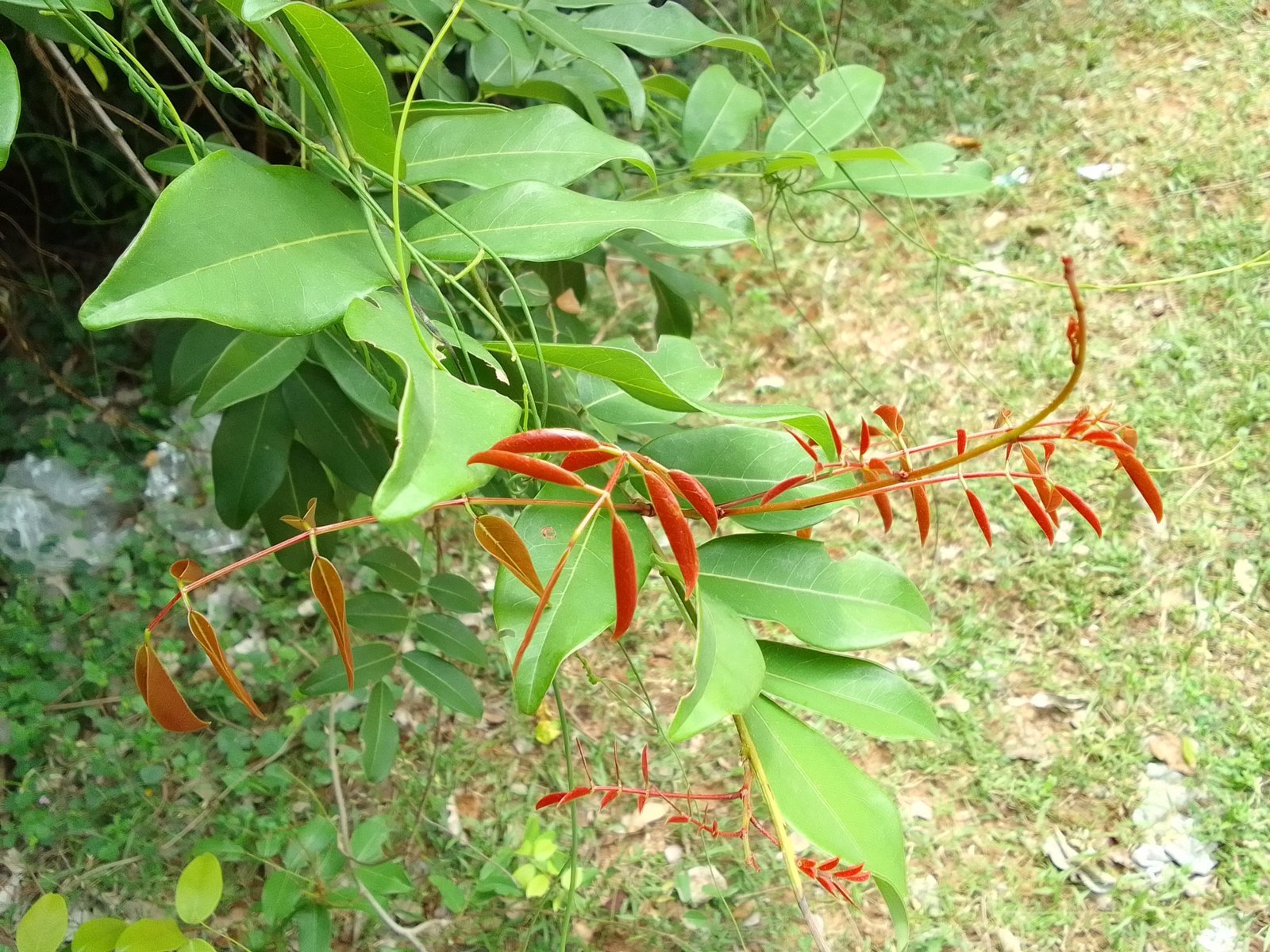 Buy-Derris-ovalifolia.jpg Buy Derris ovalifolia - Live Plant Online Shopping for Sale - Image 1