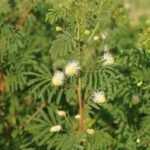 Buy Desmanthus sp - Live Plant Online Shopping for Sale