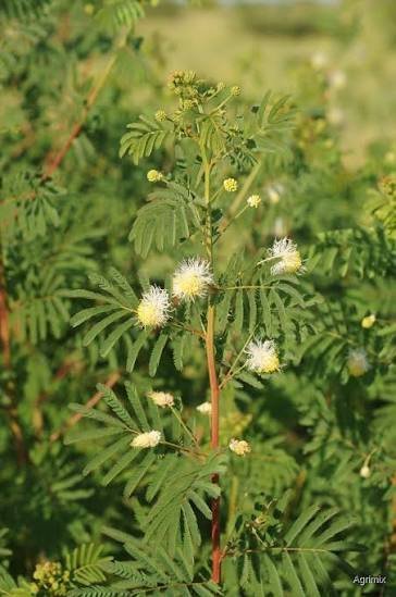 Buy-Desmanthus-sp.jpg Buy Desmanthus sp - Live Plant Online Shopping for Sale - Image 1