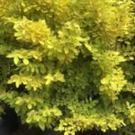 Buy Desmodium umbellatum - Live Plant Online Shopping for Sale