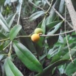 Buy Diospyros ovalifolia - Live Plant Online Shopping for Sale