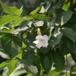 Buy Dolichandrone atrovirens - Live Plant Online Shopping for 
Sale