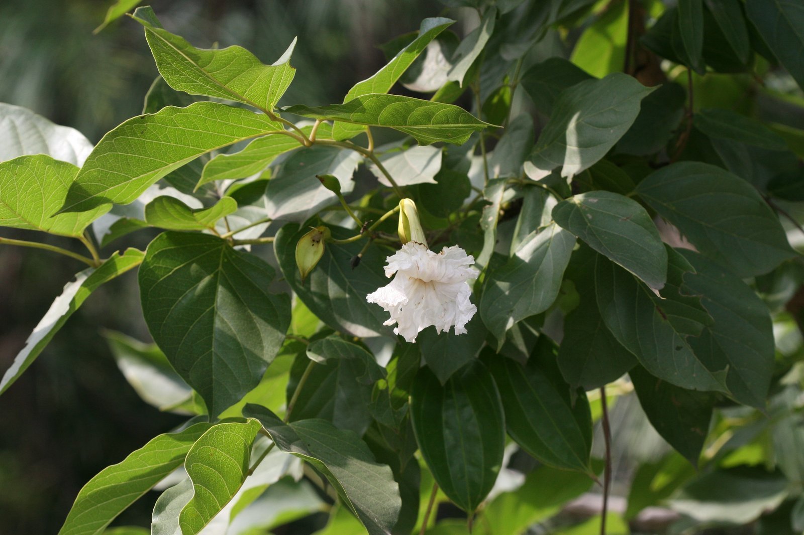 Buy-Dolichandrone-atrovirens.jpg Buy Dolichandrone atrovirens - Live Plant Online Shopping for
Sale - Image 1
