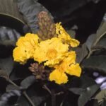 Buy Dolichandrone platycalyx - Live Plant Online Shopping for 
Sale