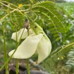 Buy Duabanga grandiflora,  Bondorphulla, thora - Live Plant 
Online Shopping for sale