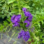 Buy Duranta erecta - dark blue - Live Plant Online Shopping for 
Sale