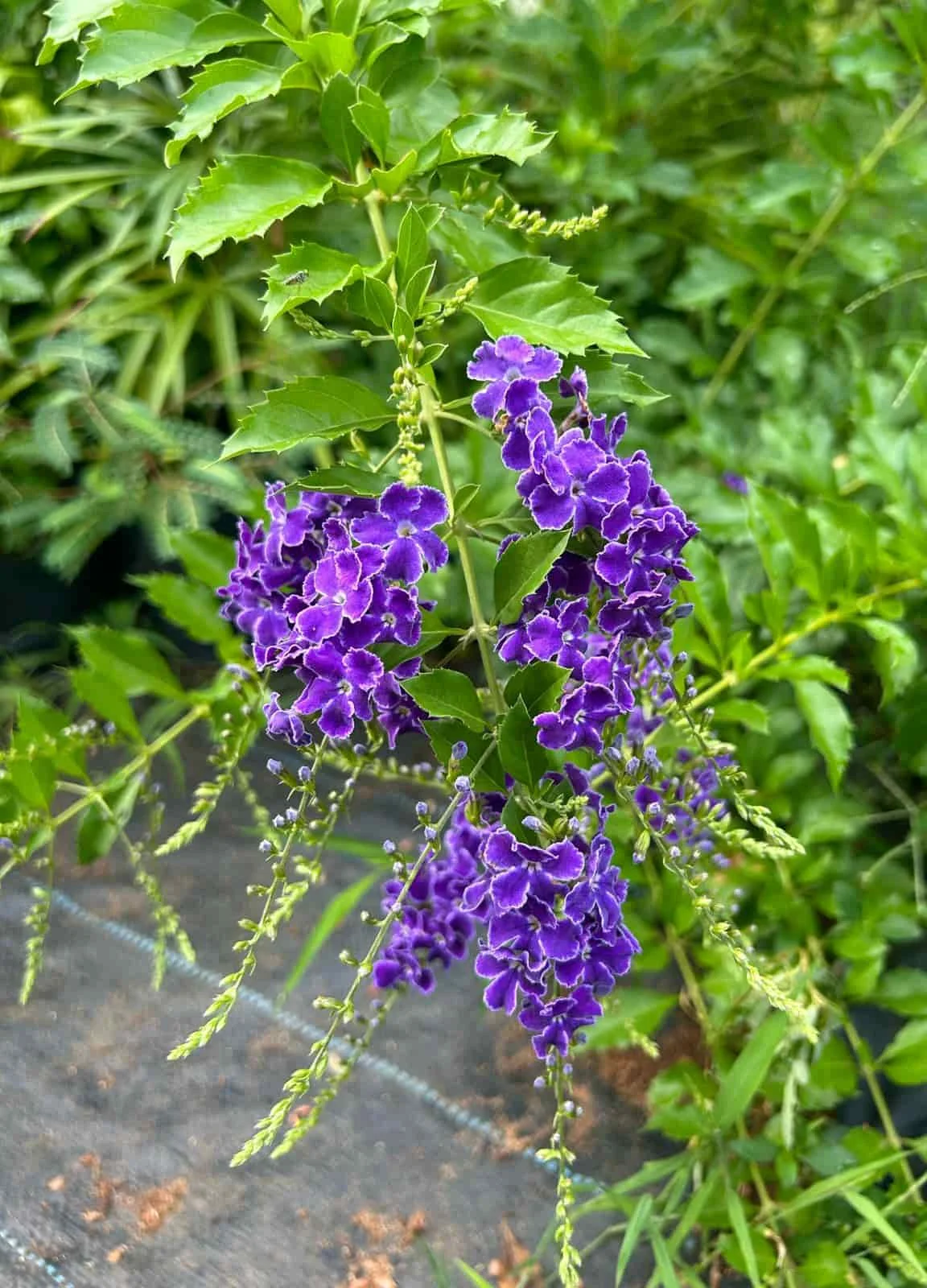 Buy-Duranta-erecta-dark-blue.webp Buy Duranta erecta - dark blue - Live Plant Online Shopping for
Sale - Image 1