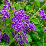 Buy Duranta sp - Purple - Live Plant Online Shopping for Sale