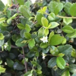 Buy Ehretia microphylla - Live Plant Online Shopping for Sale