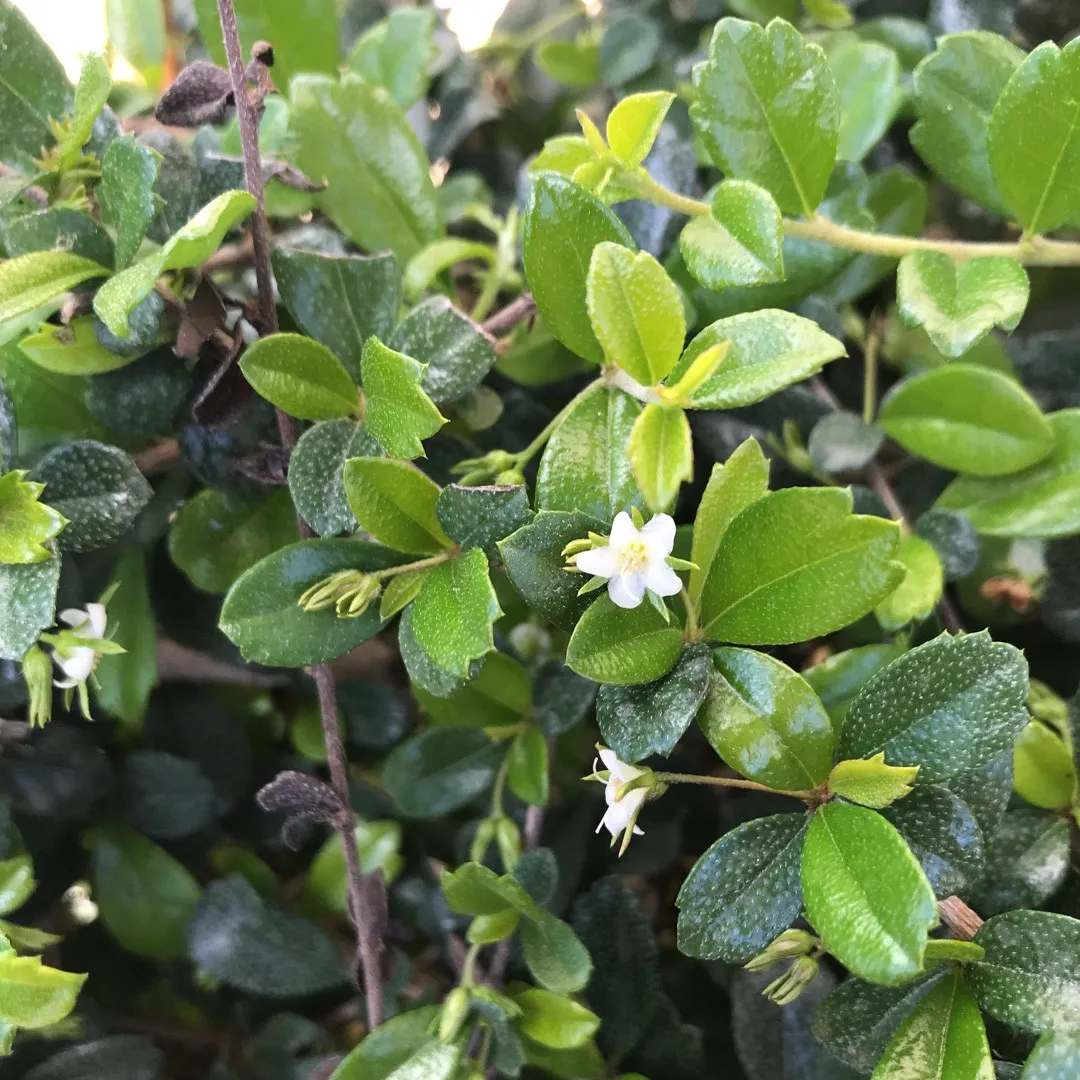Buy-Ehretia-microphylla.webp Buy Ehretia microphylla - Live Plant Online Shopping for Sale - Image 1