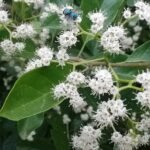 Buy Ehretia pubescens - Live Plant Online Shopping for Sale