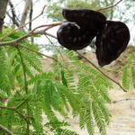 Buy Enterolobium cyclocarpus - Live Plant Online Shopping for 
Sale