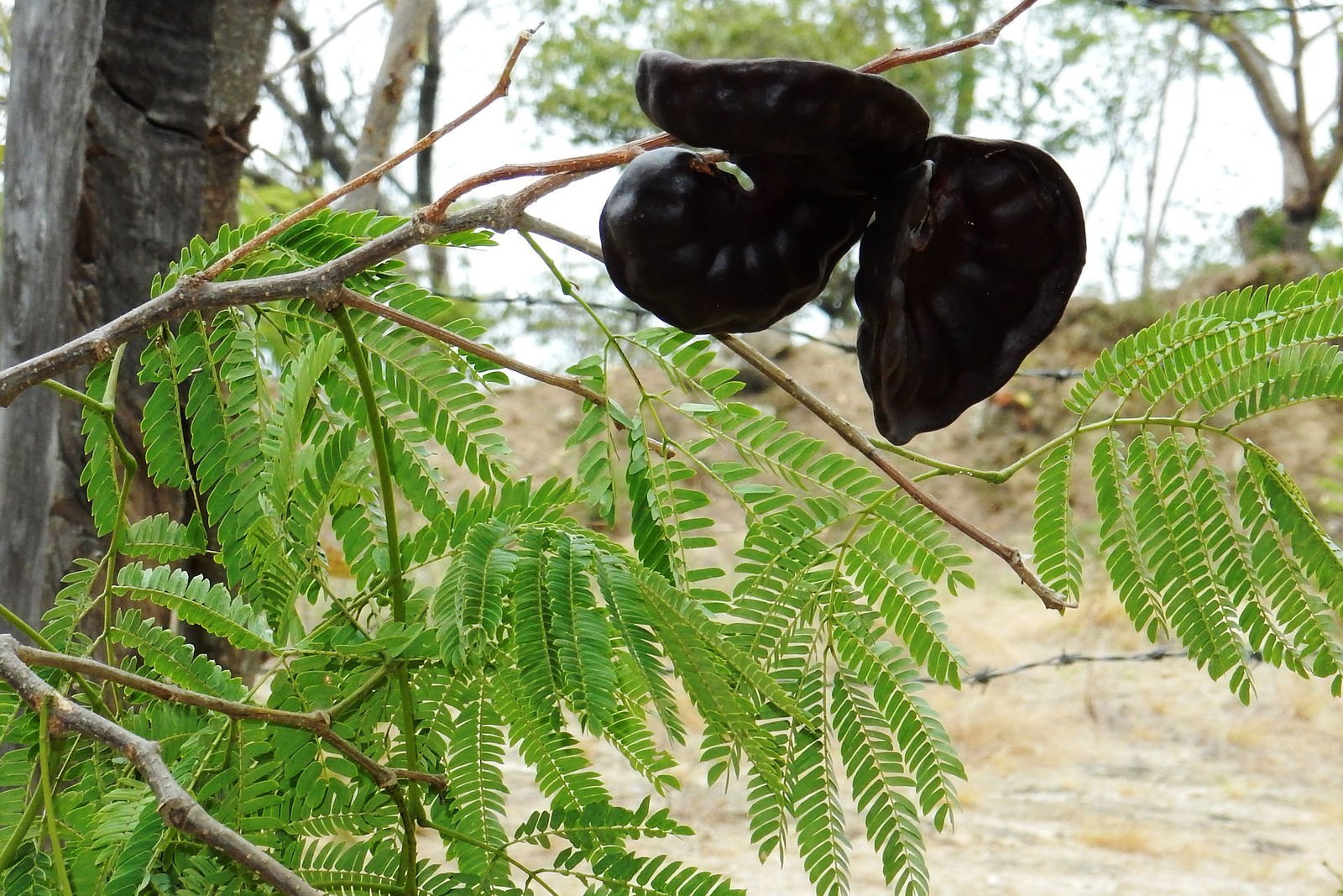Buy-Enterolobium-cyclocarpus.jpg Buy Enterolobium cyclocarpus - Live Plant Online Shopping for
Sale - Image 1