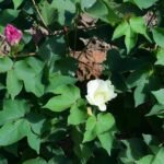 Buy Gossypium hirsutum - Live Plant Online Shopping for Sale