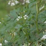 Buy Gynandropsis pentaphylla - Live Plant Online Shopping for 
Sale
