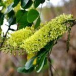Buy Haematoxylum campechianum - Live Plant Online Shopping for 
Sale