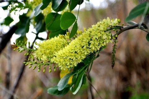 Buy-Haematoxylum-campechianum.jpg Buy Haematoxylum campechianum - Live Plant Online Shopping for
Sale - Image 1