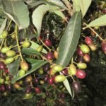 Buy Holigarna arnottianam, karuncherang kottai, kadu cheru, black 
varnish tree - Online Shopping for sale