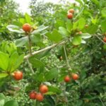 Buy Hugonia mystax - Live Plant Online Shopping for Sale