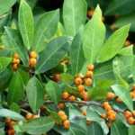 Buy Dye fig, Humped fig - Live Plant Online Shopping for Sale