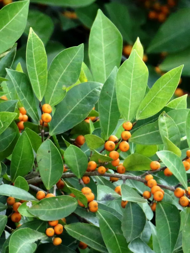 Buy-Humped-fig.webp Buy Dye fig, Humped fig - Live Plant Online Shopping for Sale - Image 1