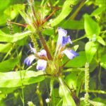 Buy Hygrophylla schulli, Hygrophylla auriculata, Marsh barbel, 
நீர்முள்ளி, neermulli,  क्षुर, 
kshura - Live plant online shopping for sale