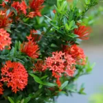 Buy Ixora, Ixora coccinea, vedchi, rangan, chethi, rugmini, 
இட்லி பூ - Live plant online shopping for sale