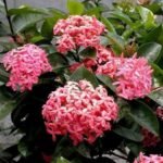 Buy Ixora coccinea Pink - Live Plant Online Shopping for Sale