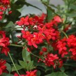 Buy Jatropha integerrima Pink - Live Plant Online Shopping for 
Sale