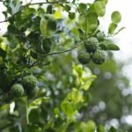 Buy Kaffir lime - Live Plant Online Shopping for Sale